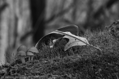 IMG7401_fungus_leaf_BW_lores