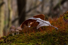 IMG7401_fungus_leaf_lores