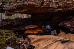 IMG7416_hiding_fungus_lores