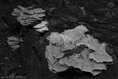 IMG7833_shelf_fungus_BW_lores