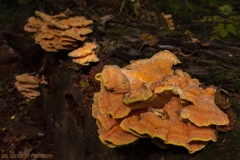 IMG7833_shelf_fungus_lores