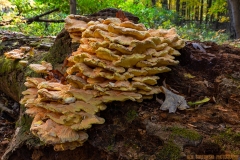 IMG7835_shelf_fungus_lores