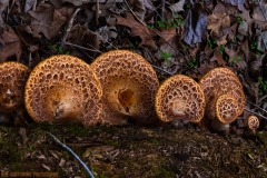 IMG8018_saddle_fungus_lores