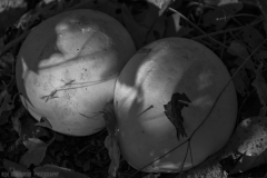 IMG8142_double_puff_ball_BW_lores