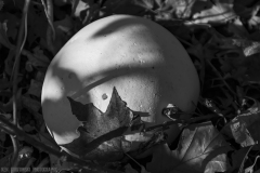 IMG8143_puff_ball_BW_lores