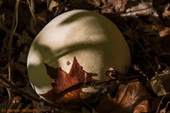 IMG8143_puff_ball_lores