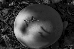 IMG8144_puff_ball_BW_lores