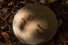 IMG8144_puff_ball_lores