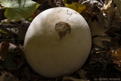 IMG8145_puff_ball_leaf_lores