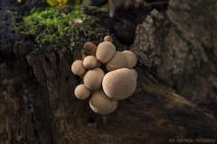 IMG8152_fungus_clump_lores