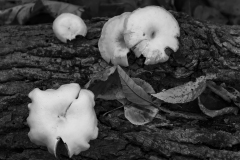 IMG8159_fungus_leaves_BW_lores