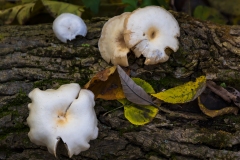 IMG8159_fungus_leaves_lores