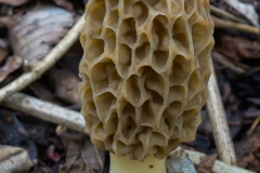 IMG9084_morel_lores