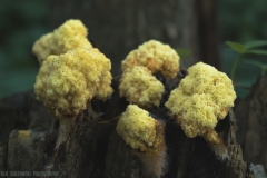 IMGP0068_Sponge_Fungus_lores