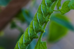 IMG7762_tomato_hornworm_lores
