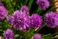 IMG9504_Chives_lores