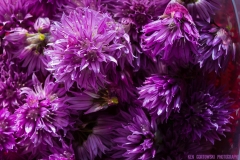 IMG9512_Chives_lores