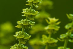 IMGP0030_basil_flower_lores