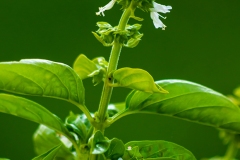 IMGP0031_basil_flower_lores