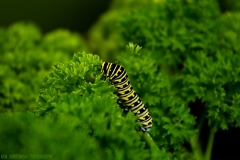 IMGP0409_swallowtail_caterpillar_lores