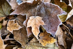 2019-11-23_frost_leaves_2_lores