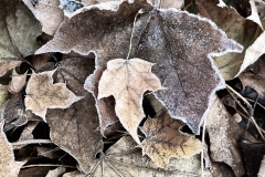 2019-11-23_frost_leaves_3_lores