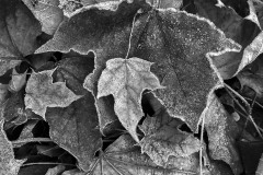 2019-11-23_frost_leaves_BW_lores