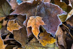 2019-11-23_frost_leaves_lores