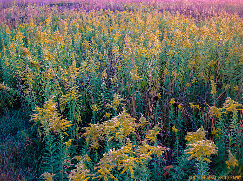 IMG_8504_prairie_color_lores
