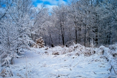 DSC01148_April_Snow_lores