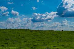 IMG0164_cow_field_lores