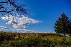IMG0819_rolling_corn_field_lores