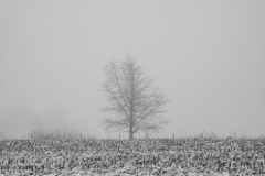 IMG2243_lonely_tree_BW_lores