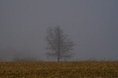 IMG2243_lonely_tree_lores