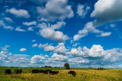 IMGP0248_cattle_birds_lores