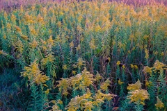 IMG_8504_prairie_color_lores