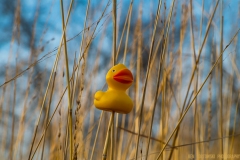 IMG2017_tall_grass_dicky_lores