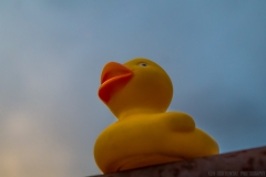 IMG3101_little_dicky_lores