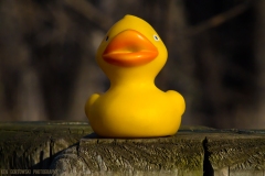 IMG7364_dicky_post_lores