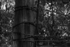 _IMG6363_BW