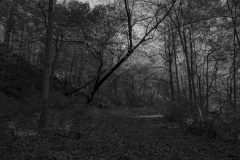 _IMG6382_BW_lores