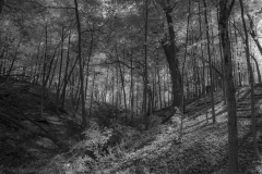 _IMG6391_BW_lores