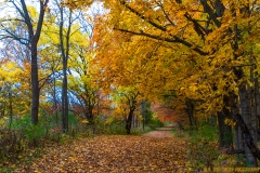 IMG1329_silver_springs_lores