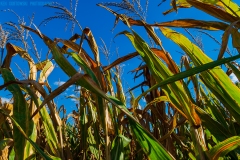 IMG3239_corn_stalks_lores