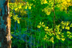 IMG4014_tree_detail_sunset_lores