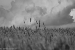 IMG6357_overachieving_wheat_BW_lores