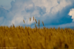 IMG6357_overachieving_wheat_lores