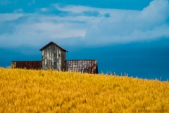 IMG6363_barn_wheat_field_lores
