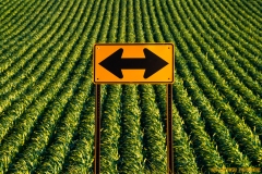 IMG6463_this_way_lores