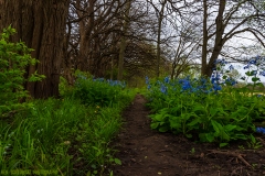 IMG7619_osage_bluebells_lores